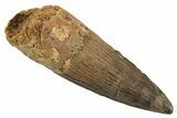 Fossil Spinosaurus Tooth - Real Dinosaur Tooth #344543-1